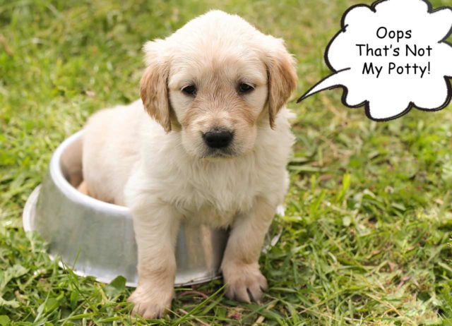 Tips for potty training your puppy #puppytraining #dogs