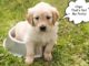 No More Puddles: How to Potty Train A Puppy Fast Tips for potty training your puppy #puppytraining #dogs