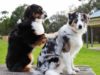 Special Relaxing Music for Dogs Helps Separation Anxiety Special relaxing music for dogs helps with many axiety issues #musictherapy #separationaxiety