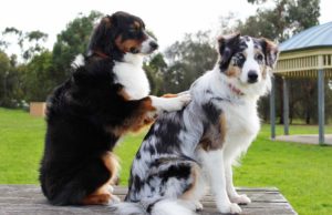 Special Relaxing Music for Dogs Helps Separation Anxiety Special relaxing music for dogs helps with many axiety issues #musictherapy #separationaxiety