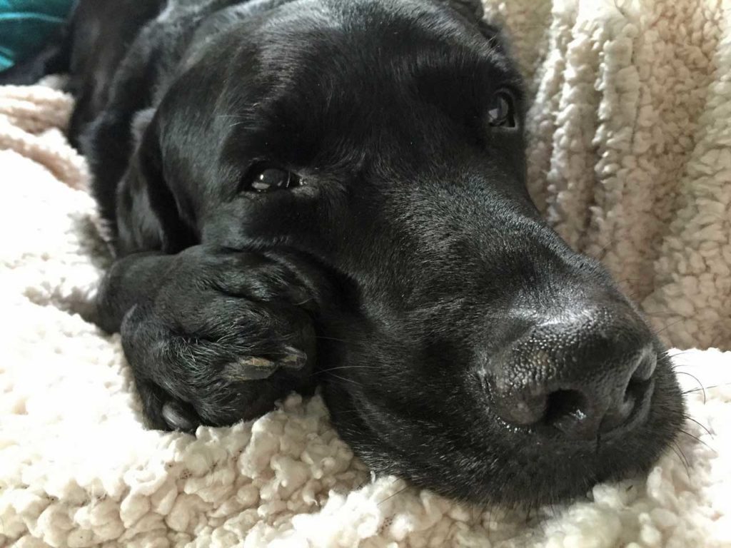 Labrador laying on a blanket