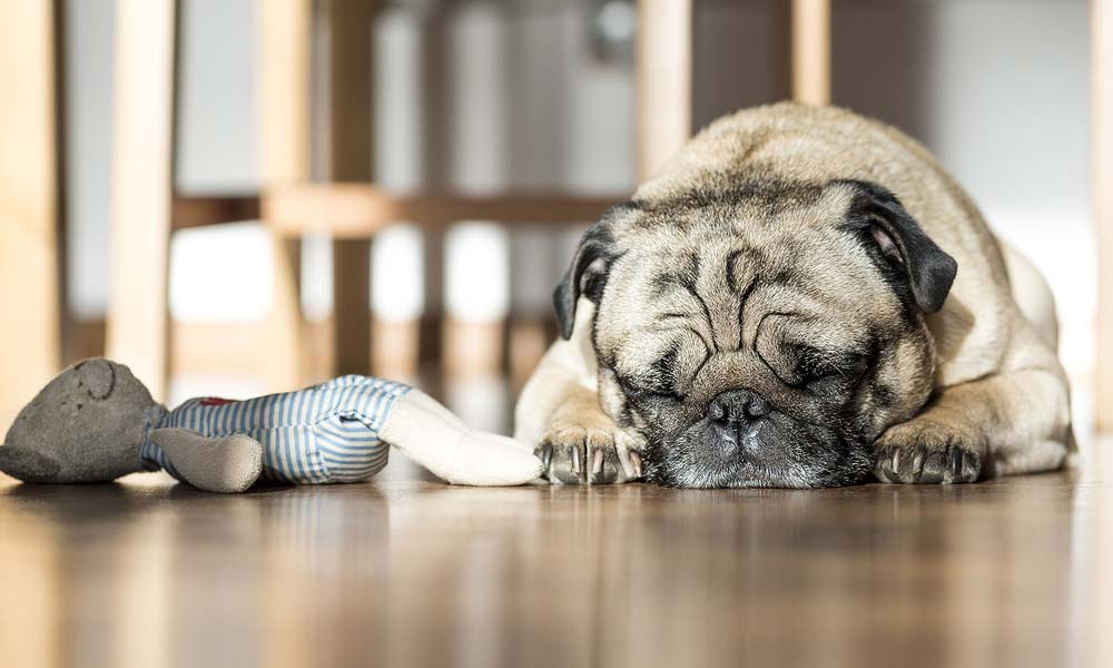 Tired out pug after playing these 7 indoor dog games