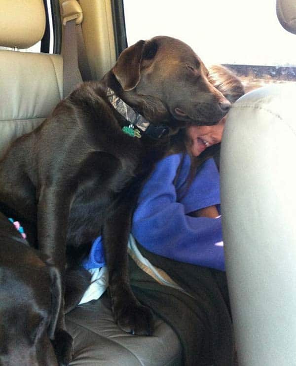 Road trips are so much fun with big dogs