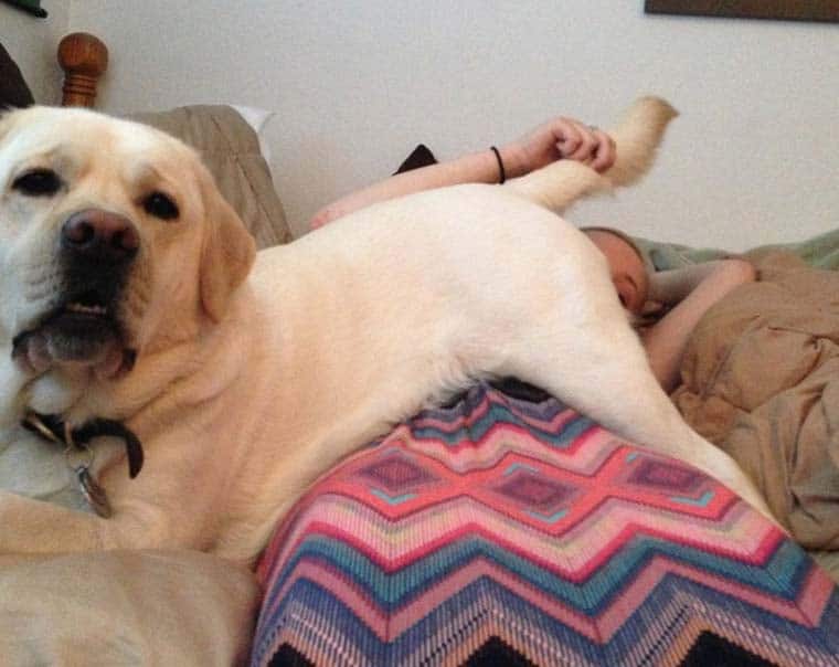 Big dog couch cuddle