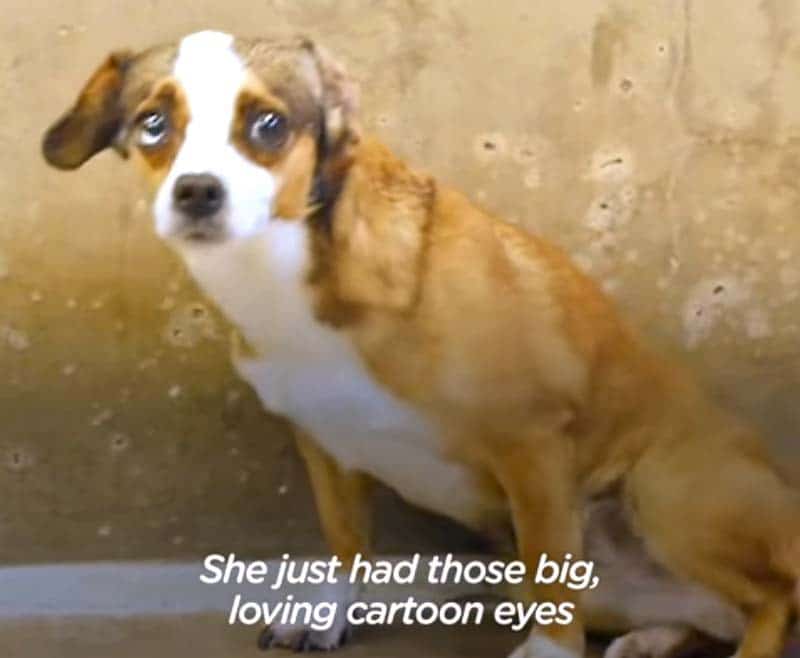 Blossom the rescue dog shows off her cartoon eyes