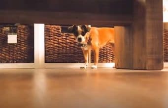 Rescue Dog Shivers With Fear for Months Until The Day She Jumps For Joy Blossom the rescue dog trembles in fear in her safe place