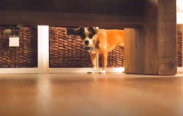 Blossom the rescue dog trembles in fear in her safe place