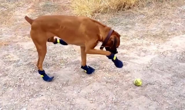 Funny dog video of dog shoes for the first time