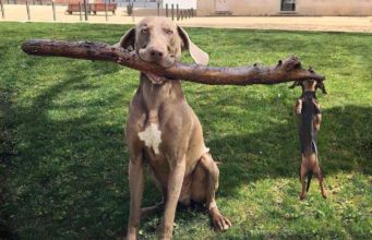 Branch Manager & Assistant to the Branch Manager Funny dog pics a little doxie and his big brother the Weimaraner