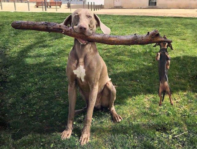 Funny dog pics a little doxie and his big brother the Weimaraner
