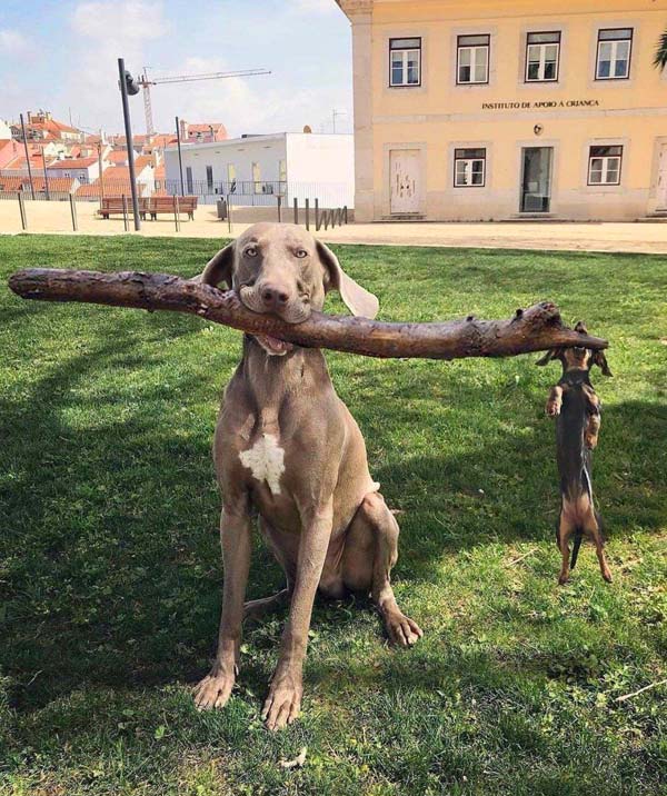 Big ol Weimaraner lifts his brother the Doxie for a game of fetch