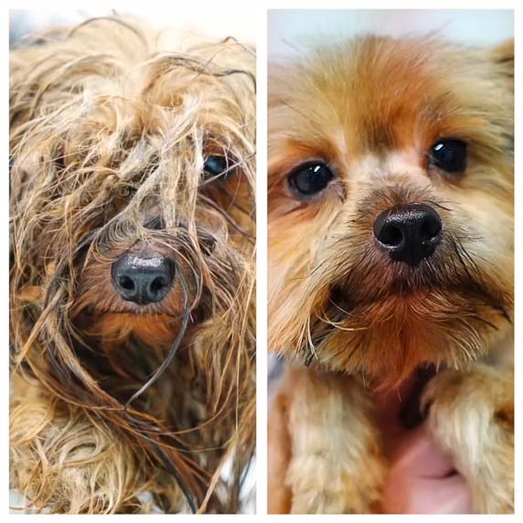 Rescue dog Cesar before and after his clean-up