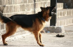 Dog Breeds Suited For People Who Like to Be Alone