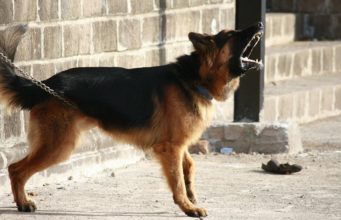 Dog Breeds Suited For People Who Like to Be Alone