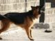 Dog Breeds Suited For People Who Like to Be Alone