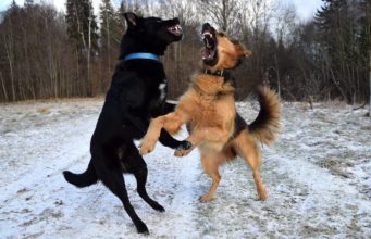 Dog Aggression: How To Deal With It