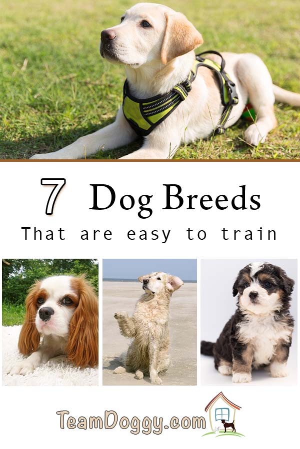 Looking for a first pet? These dogs are some of the easiest to train. #dogtraining #firstpet