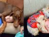 15 Dogs That Could Use Some Personal Space Training Dogs with personal space issues