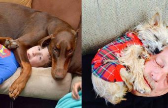 15 Dogs That Could Use Some Personal Space Training Dogs with personal space issues