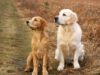 Dog Breeds That Are Easily Trainable Golden Retrievers looking out at the distance