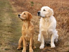 Dog Breeds That Are Easily Trainable Golden Retrievers looking out at the distance