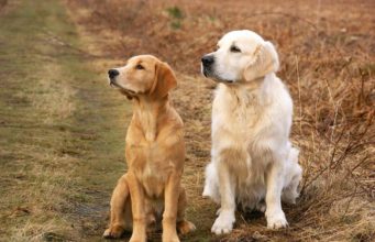Dog Breeds That Are Easily Trainable Golden Retrievers looking out at the distance