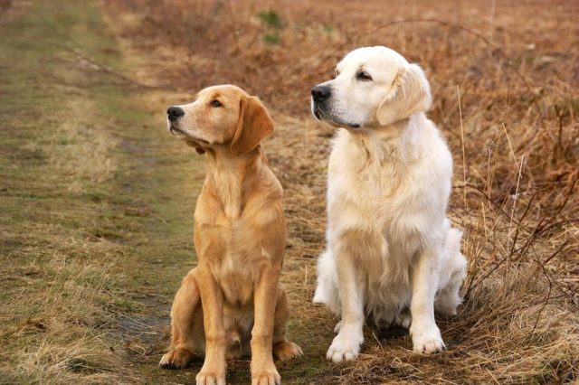 Golden Retrievers looking out at the distance