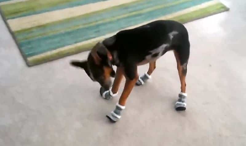 Funny little pup tries on shoes for the first time