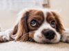 Grieving the Loss of a Pet: How to Say Goodbye to Our Fury Friends Grieving the loss of a pet can be difficult
