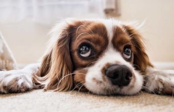 Grieving the Loss of a Pet: How to Say Goodbye to Our Fury Friends Grieving the loss of a pet can be difficult