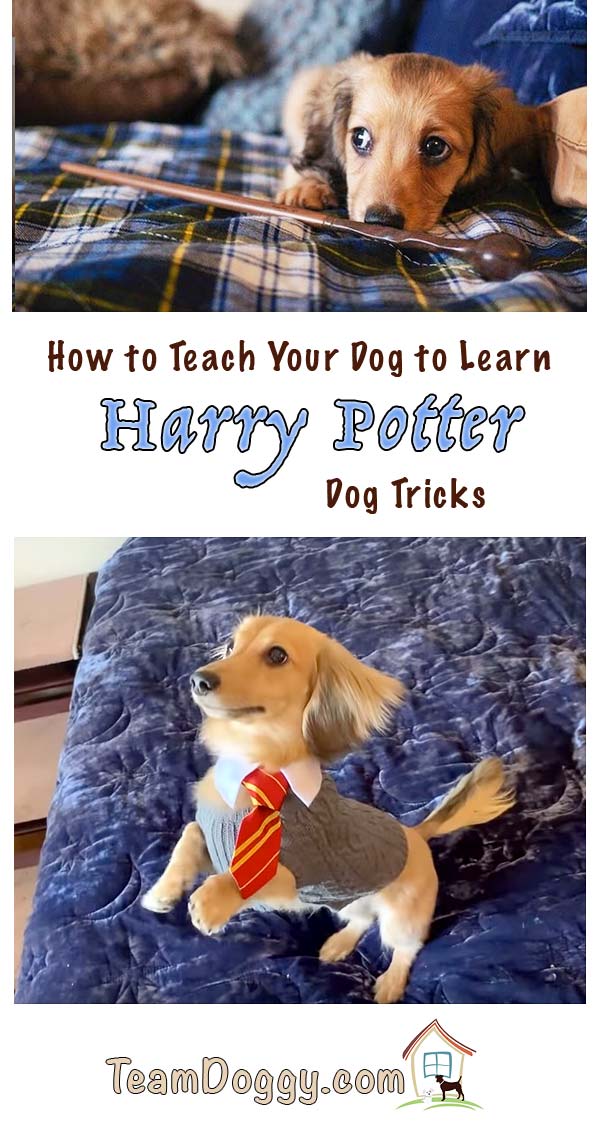 This cute Doxie Remus learned all his dog tricks to Harry Potter spells. #dogtricks #harrypotter