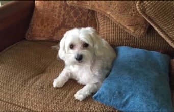 Kacy Did You Do That? Cute Maltese Rats on His Sister Adorable Maltese Kacy caught red handed in the act of being bad #funnydog