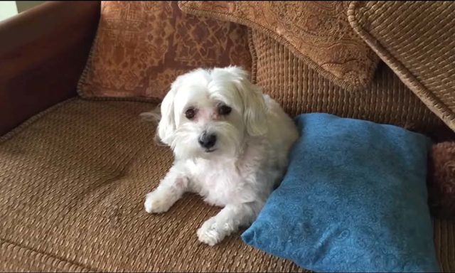 Adorable Maltese Kacy caught red handed in the act of being bad #funnydog