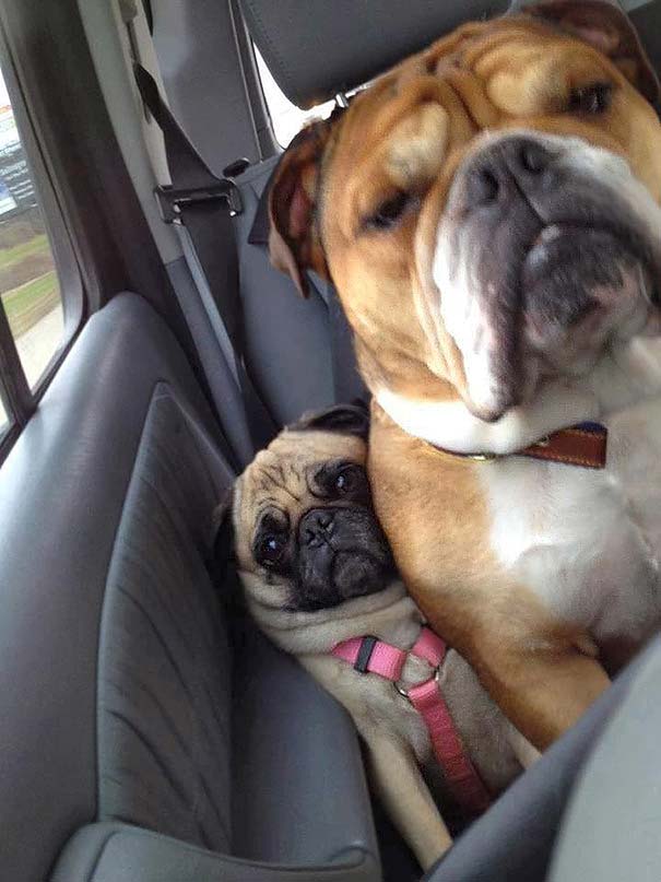 Little Pug gets crowded in the back seat