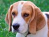 Common Problems That Are Found Among Pedigree Dogs Purebred beagle can have health problems