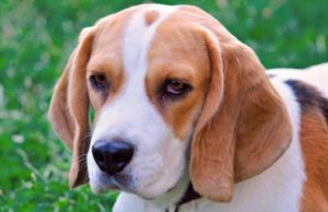 Common Problems That Are Found Among Pedigree Dogs Purebred beagle can have health problems