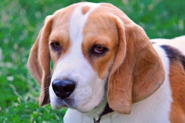 Purebred beagle can have health problems