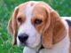 Common Problems That Are Found Among Pedigree Dogs Purebred beagle can have health problems