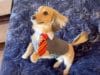 Remus the Adorable Doxie Shows Off His Harry Potter Spells Cute Daschund learns all his tricks to Harry Potter spells #dogtricks #harrypotter