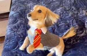 Remus the Adorable Doxie Shows Off His Harry Potter Spells Cute Daschund learns all his tricks to Harry Potter spells #dogtricks #harrypotter