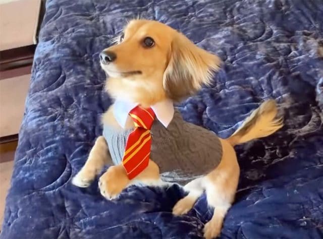 Cute Daschund learns all his tricks to Harry Potter spells #dogtricks #harrypotter