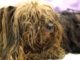 Amazing Rescue Dog Transformation: From Unrecognizable to Fluffy Puppy Cesar has an amazing makeover from rescue dog to lovable pup #rescuedog #dogs