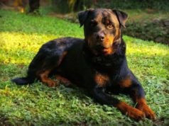 Dog Breeds For Single Women Living Alone The Pitbull is a strong dog good for women living alone