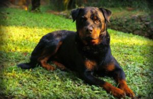 Dog Breeds For Single Women Living Alone The Pitbull is a strong dog good for women living alone