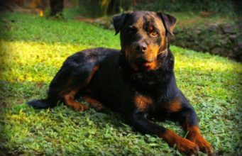 Dog Breeds For Single Women Living Alone The Pitbull is a strong dog good for women living alone