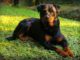 Dog Breeds For Single Women Living Alone The Pitbull is a strong dog good for women living alone