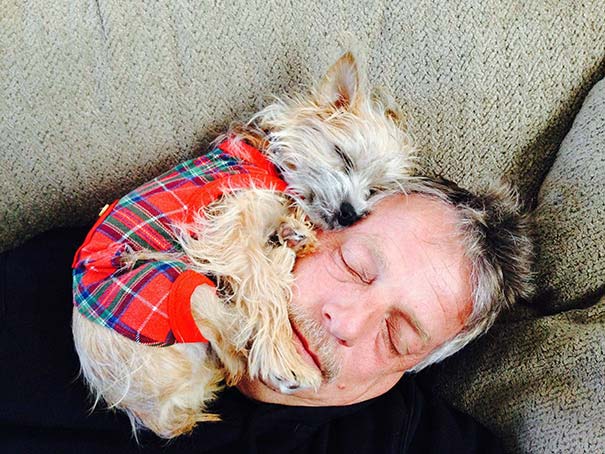 This cute Yorkie loves to face cuddle