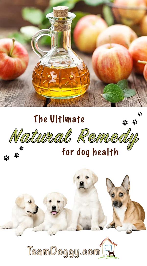 Using Apple cidar vinegar for dogs is a fantastic natural remedy for your dogs' health #doghealth #pethealth