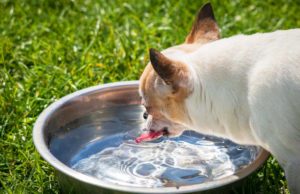 Apple Cider Vinegar for Dogs: Is ACV Good For My Dog? Can you give your dog apple cider vinegar? Learn why you would. #petcare #pethealth