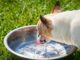 Apple Cider Vinegar for Dogs: Is ACV Good For My Dog? Can you give your dog apple cider vinegar? Learn why you would. #petcare #pethealth